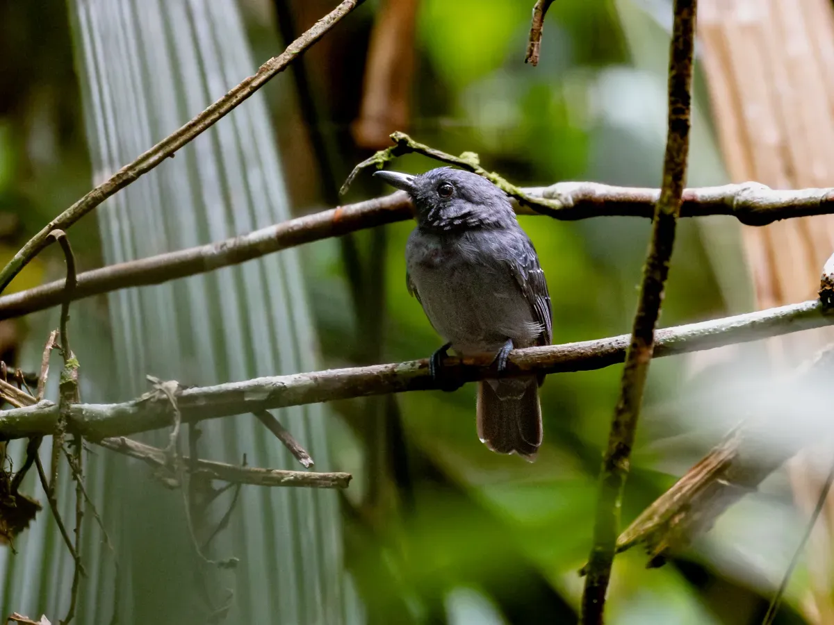 File:Thamnomanes saturninus Saturnine Antshrike (male); Atalaia do Norte, Amazonas, Brazil.jpg