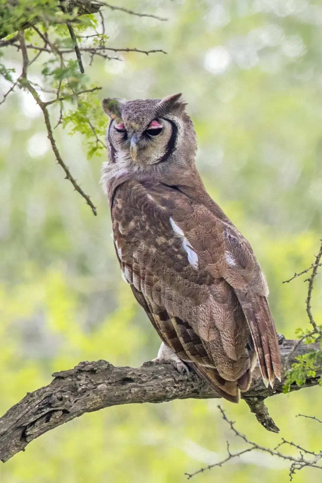 File:Verreaux's eagle owl (Ketupa lactea) Kruger.jpg