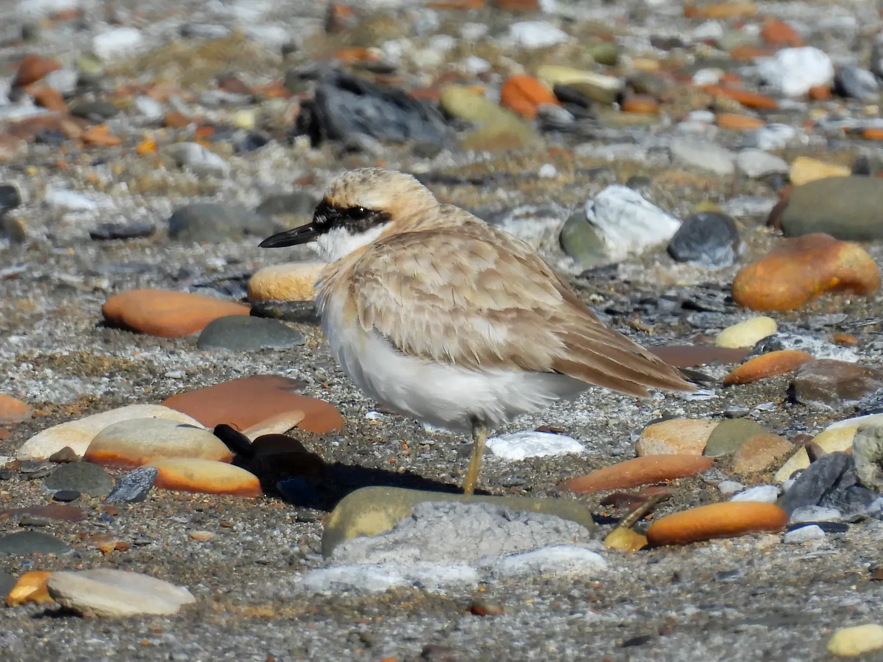 File:2024-07-26 Anarhynchus leschenaultii leschenaultii, Newbiggin, Northumberland 1.jpg