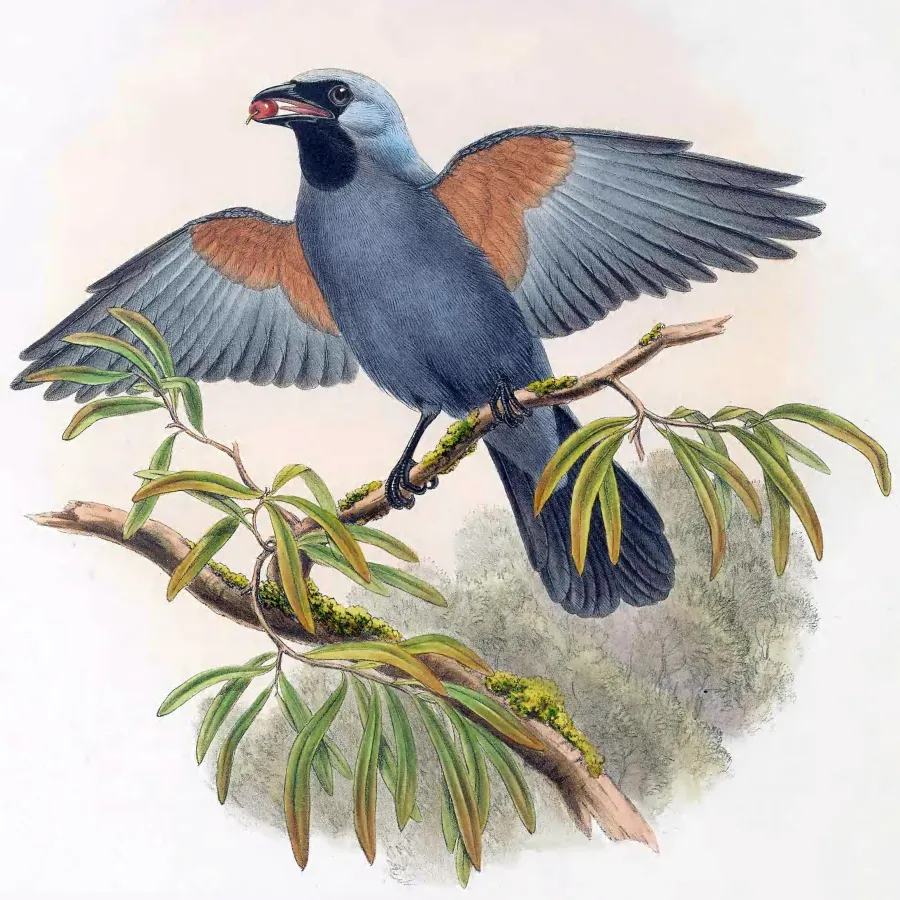 File:Coracina caeruleogrisea - The Birds of New Guinea.jpg