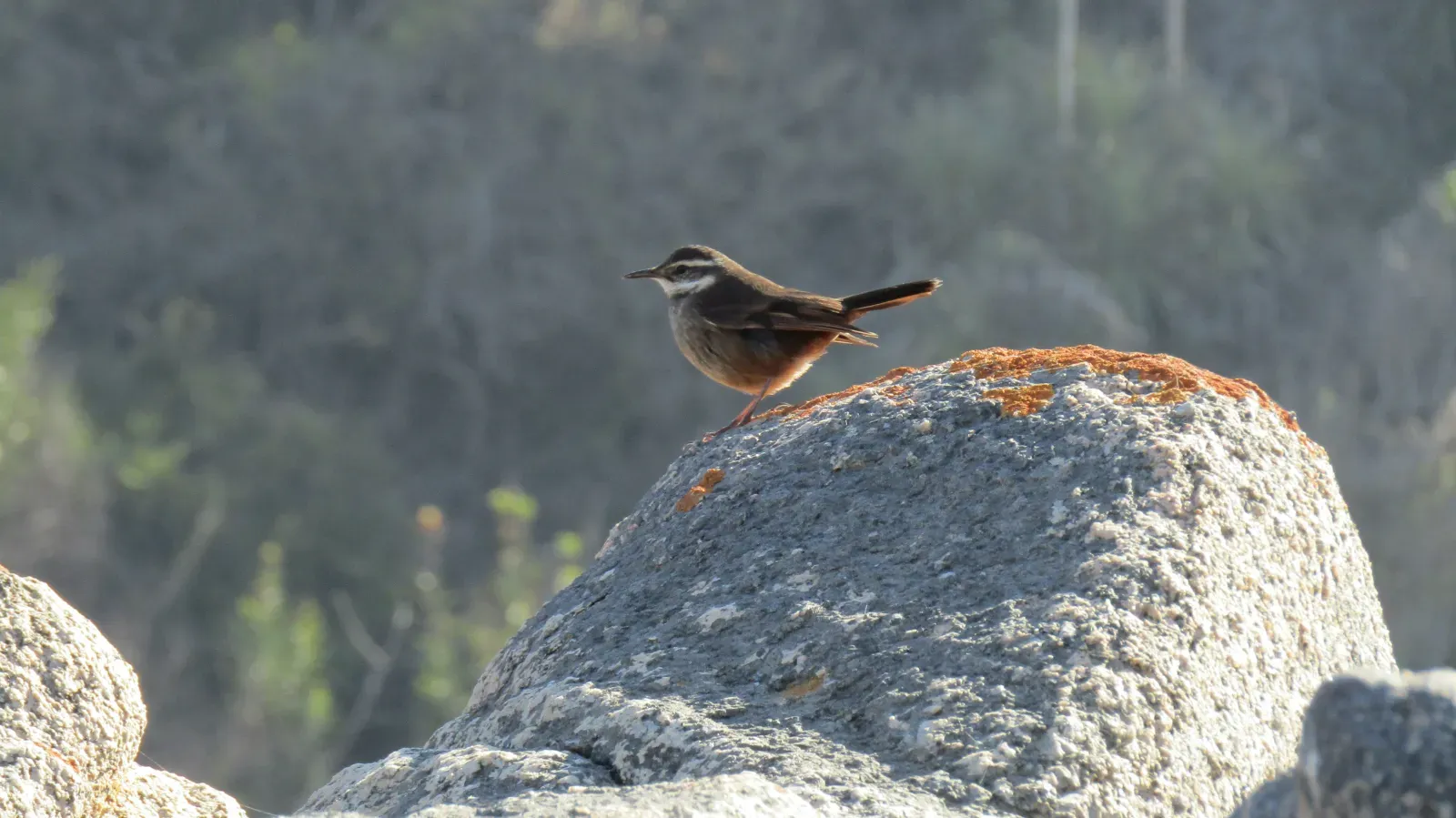 File:Churrete acanelado (Cinclodes fuscus).jpg