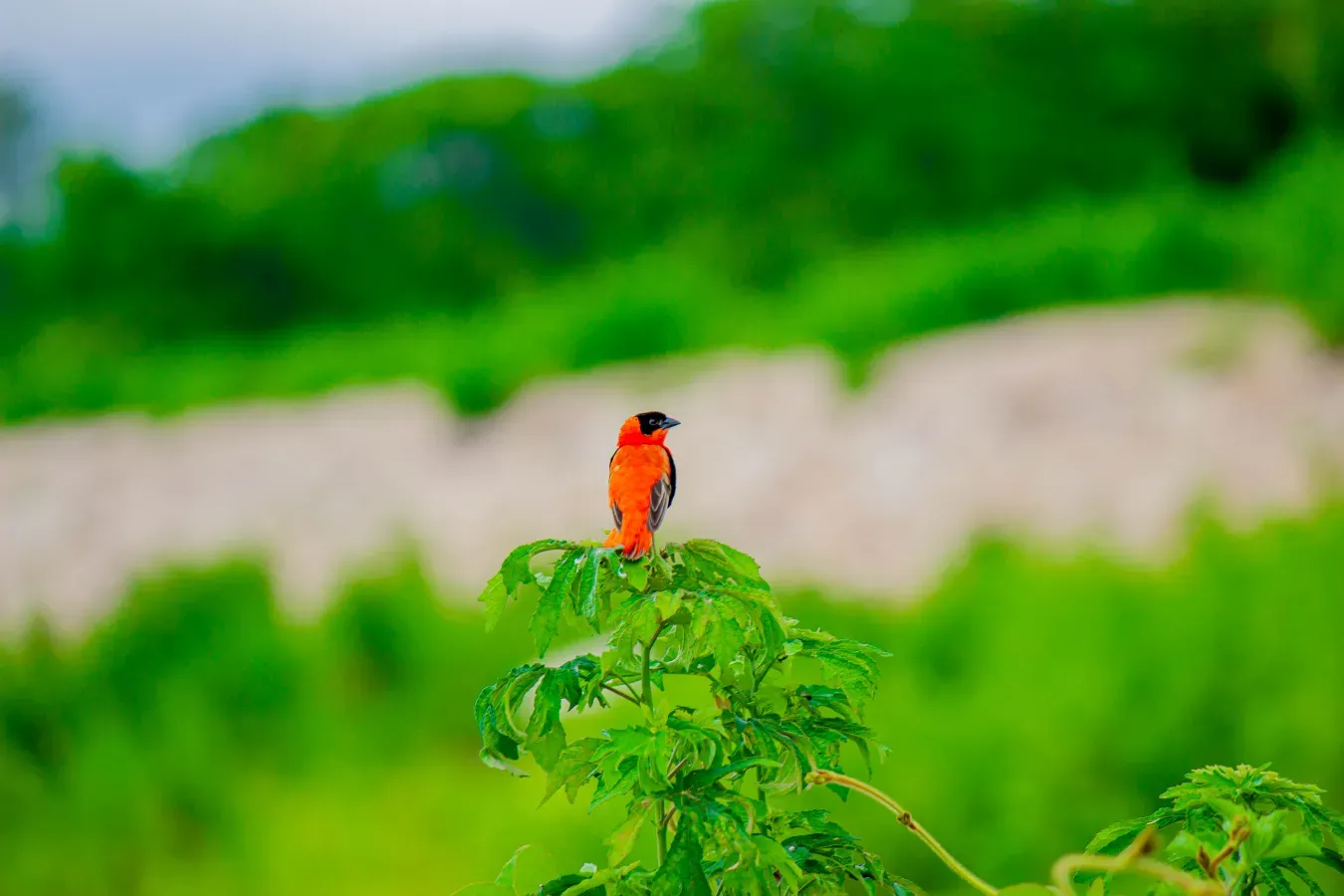 File:Euplectes franciscanus(Northern Red Bishop).jpg