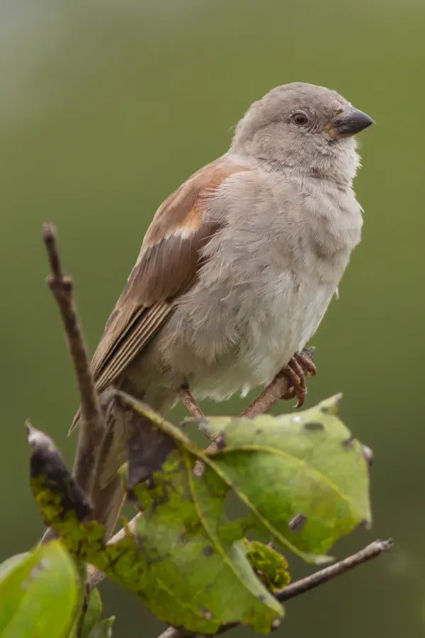 File:Gorrión gris (Passer griseus), parque nacional de Tarangire, Tanzania, 2024-05-24, DD 39.jpg