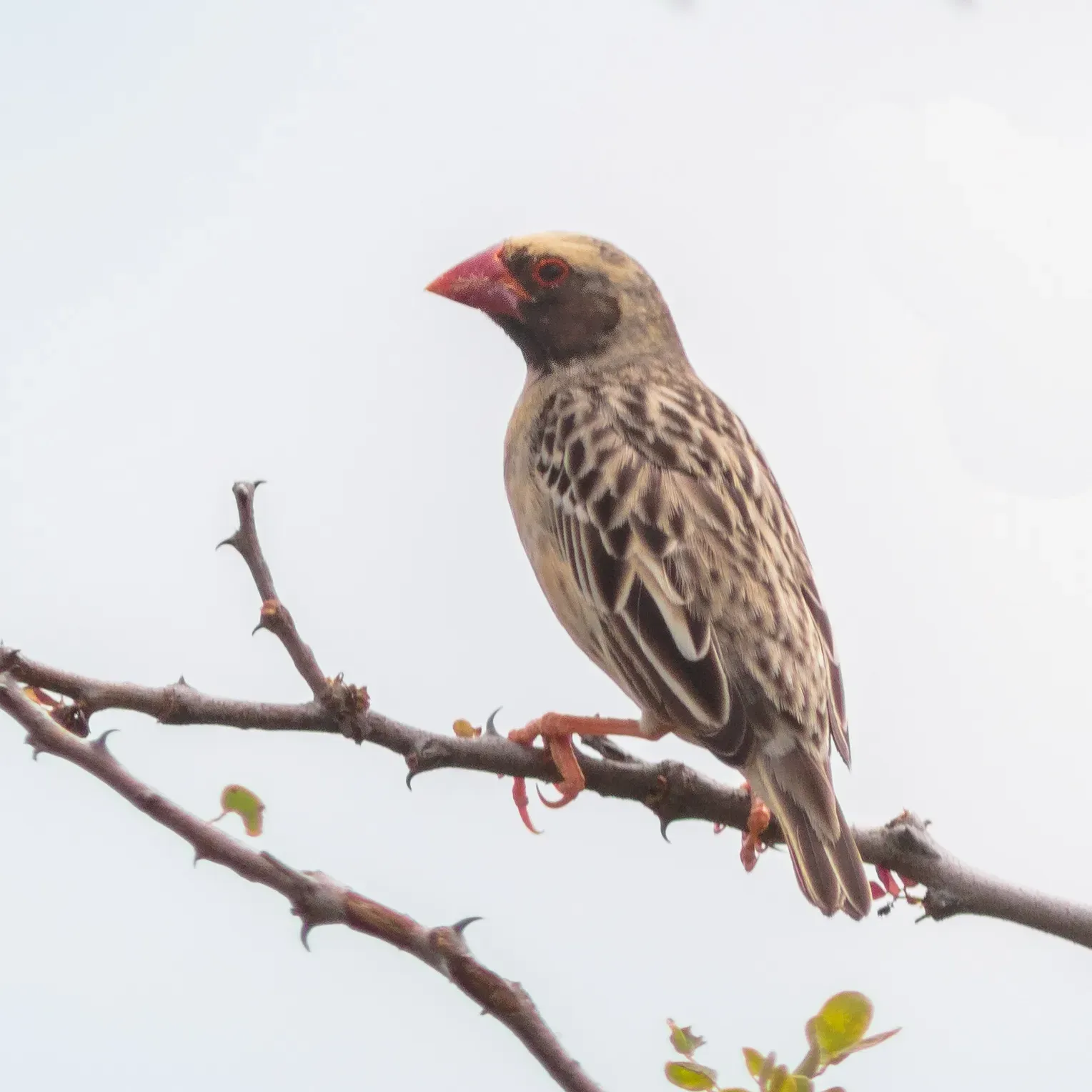 File:Quelea común (Quelea quelea), parque nacional de Amboseli, Kenia, 2024-05-22, DD 12.jpg