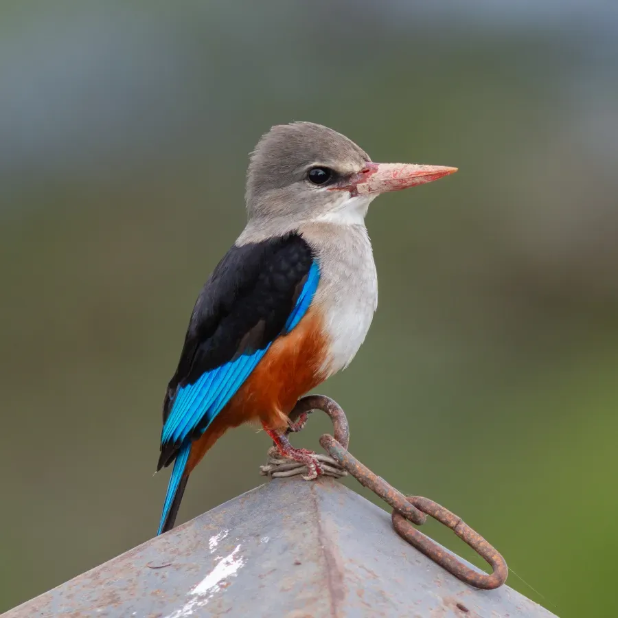 File:Alción cabeciblanco (Halcyon leucocephala), parque nacional de Amboseli, Kenia, 2024-05-23, DD 19.jpg