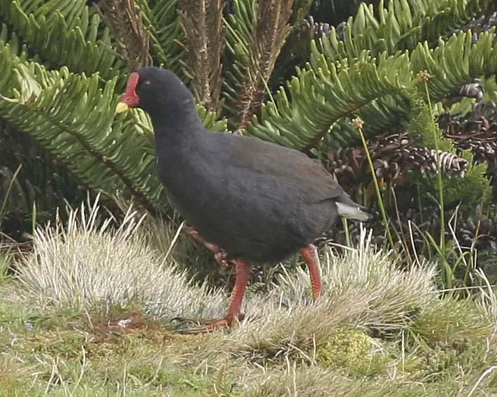 File:Gallinula comeri Beintema.jpg