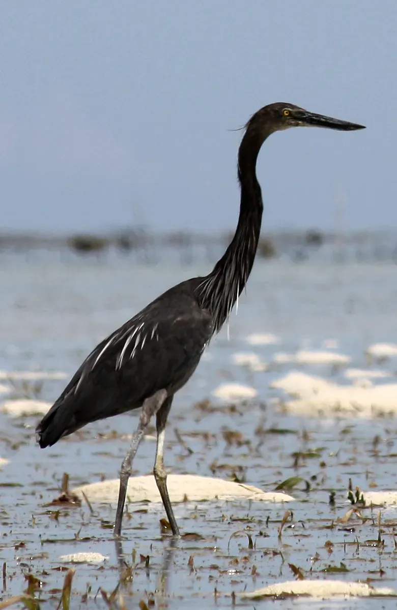 File:Ardea sumatrana -Palawan, Philippines-8.jpg