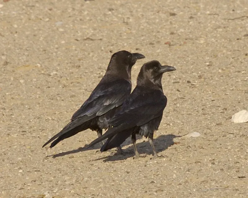 File:Brown-necked Raven(Corvus ruficollis).jpg