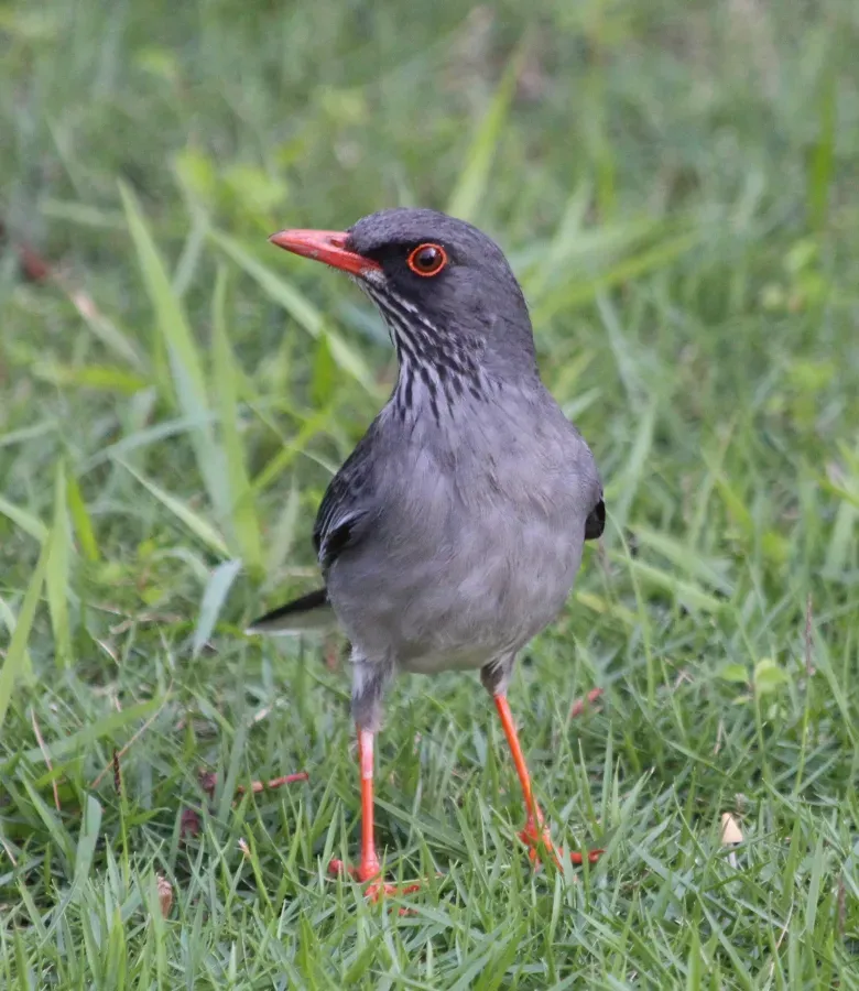 File:Turdus-plumbeus-ardosiaceus (cropped).jpg