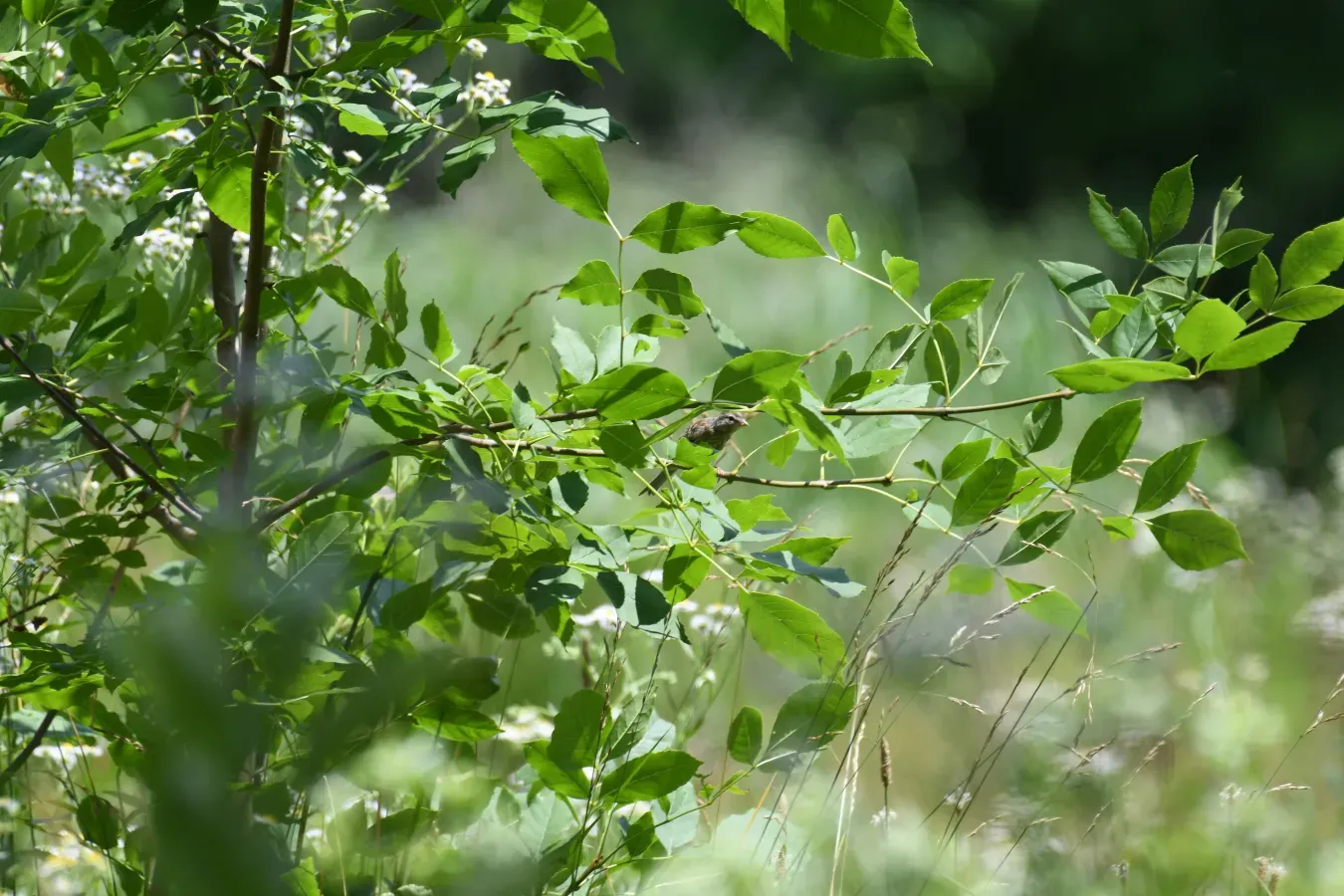 File:Spizella pusilla DSC 2911.jpg