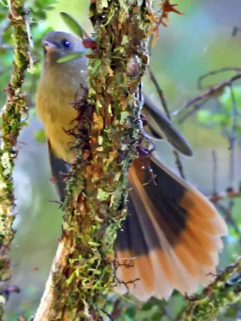 File:Rhipidura brachyrhyncha.jpg