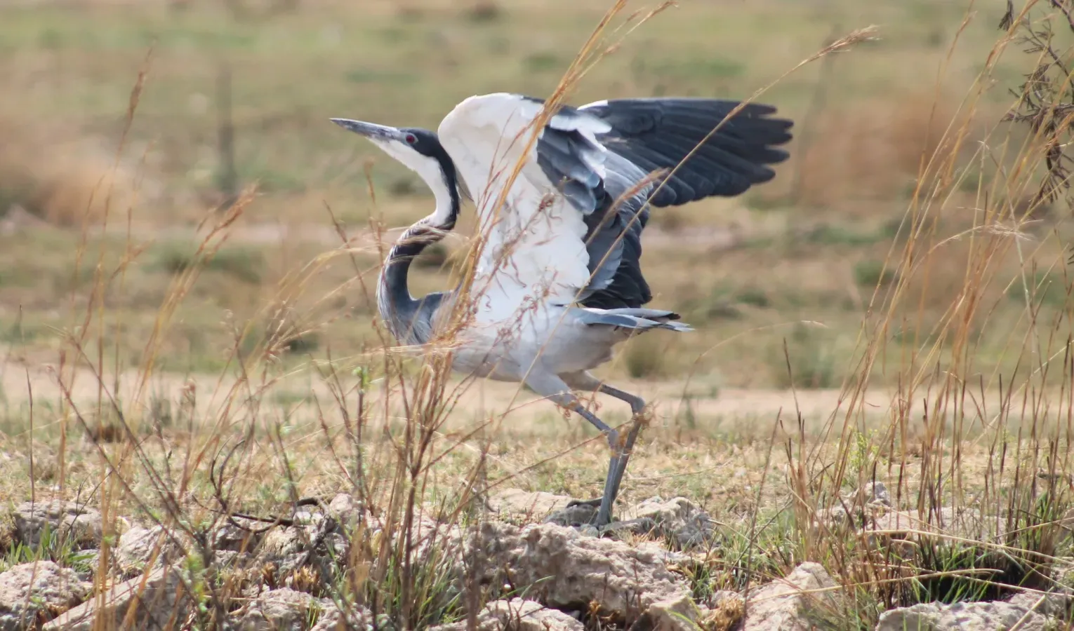 File:Ardea melanocephala 374512233.jpg