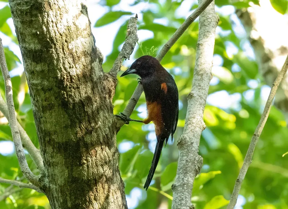 File:Icterus bonana 409939212.jpg