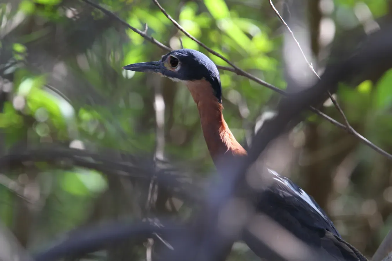 File:Calherodius leuconotus 95518818.jpg