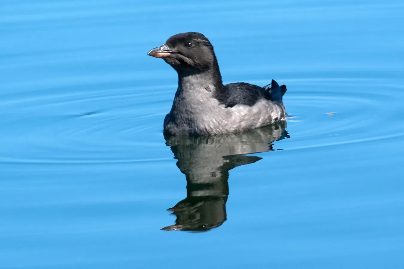 File:Cerorhinca monocerata -Protection Island National Wildlife Refuge, Jefferson County, Washington, USA-8.jpg