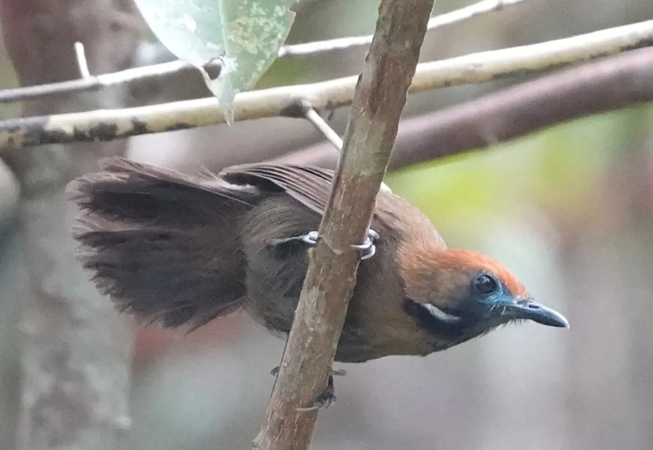 File:Macronus ptilosus ptilosus imported from iNaturalist photo 227036135 on 27 September 2024.jpg