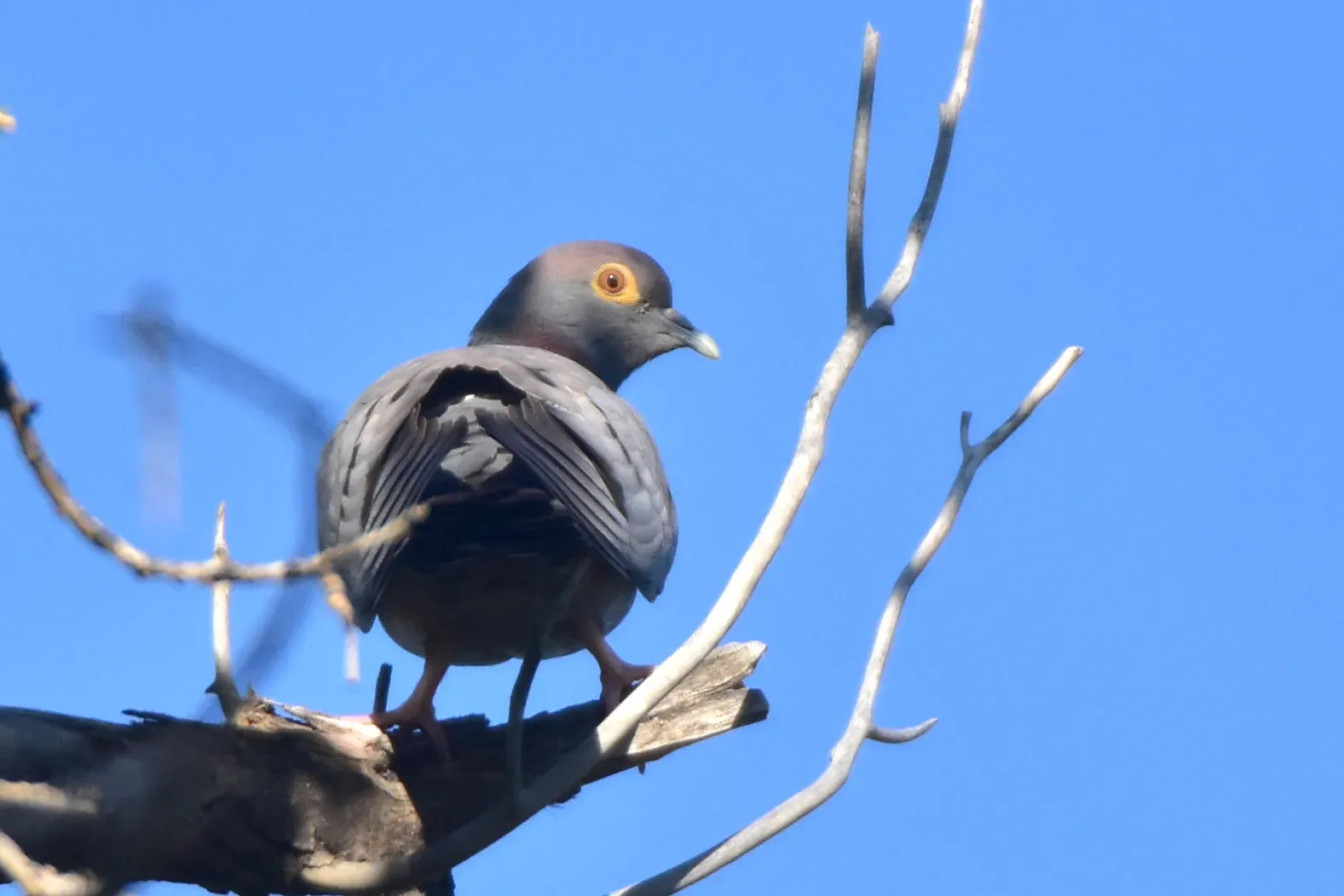 File:Columba eversmanni 391236698.jpg