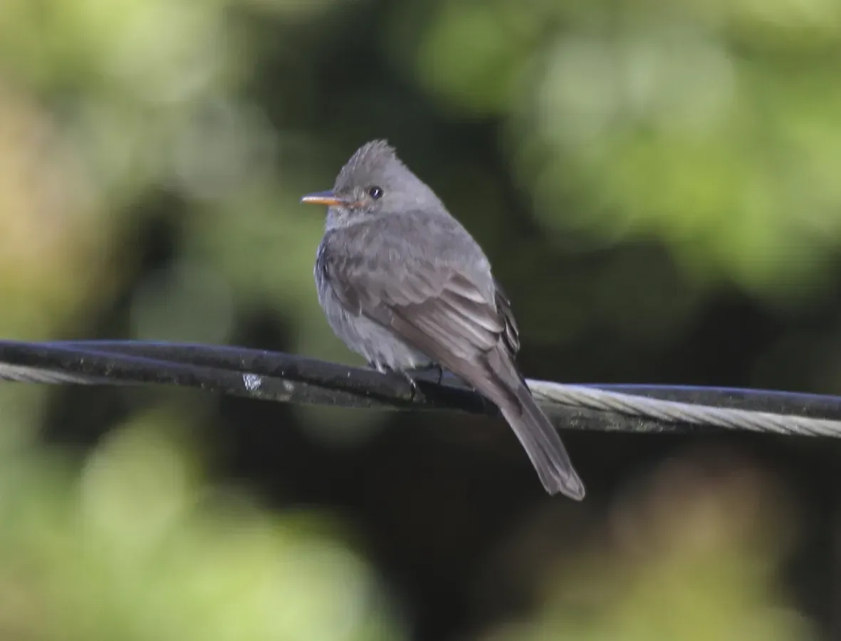 File:Contopus lugubris.jpg