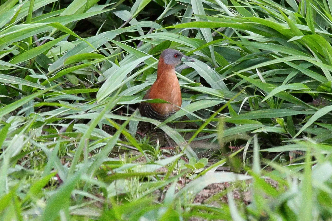 File:Laterallus albigularis.jpg