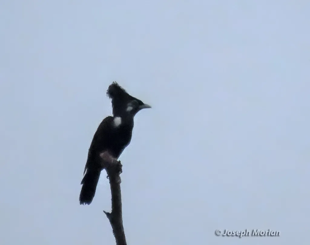 File:Basilornis corythaix 337295929.jpg