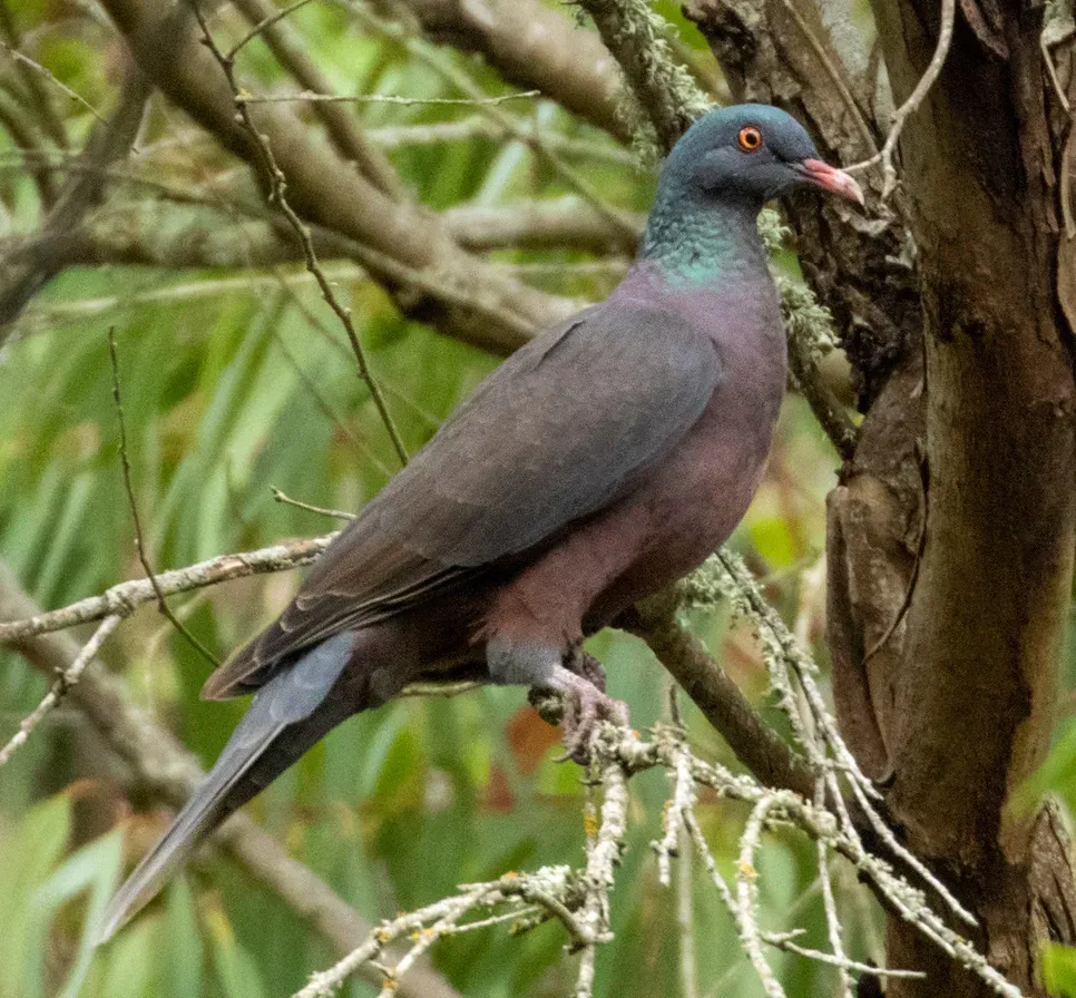 File:Columba junoniae 163958122 (cropped).jpg