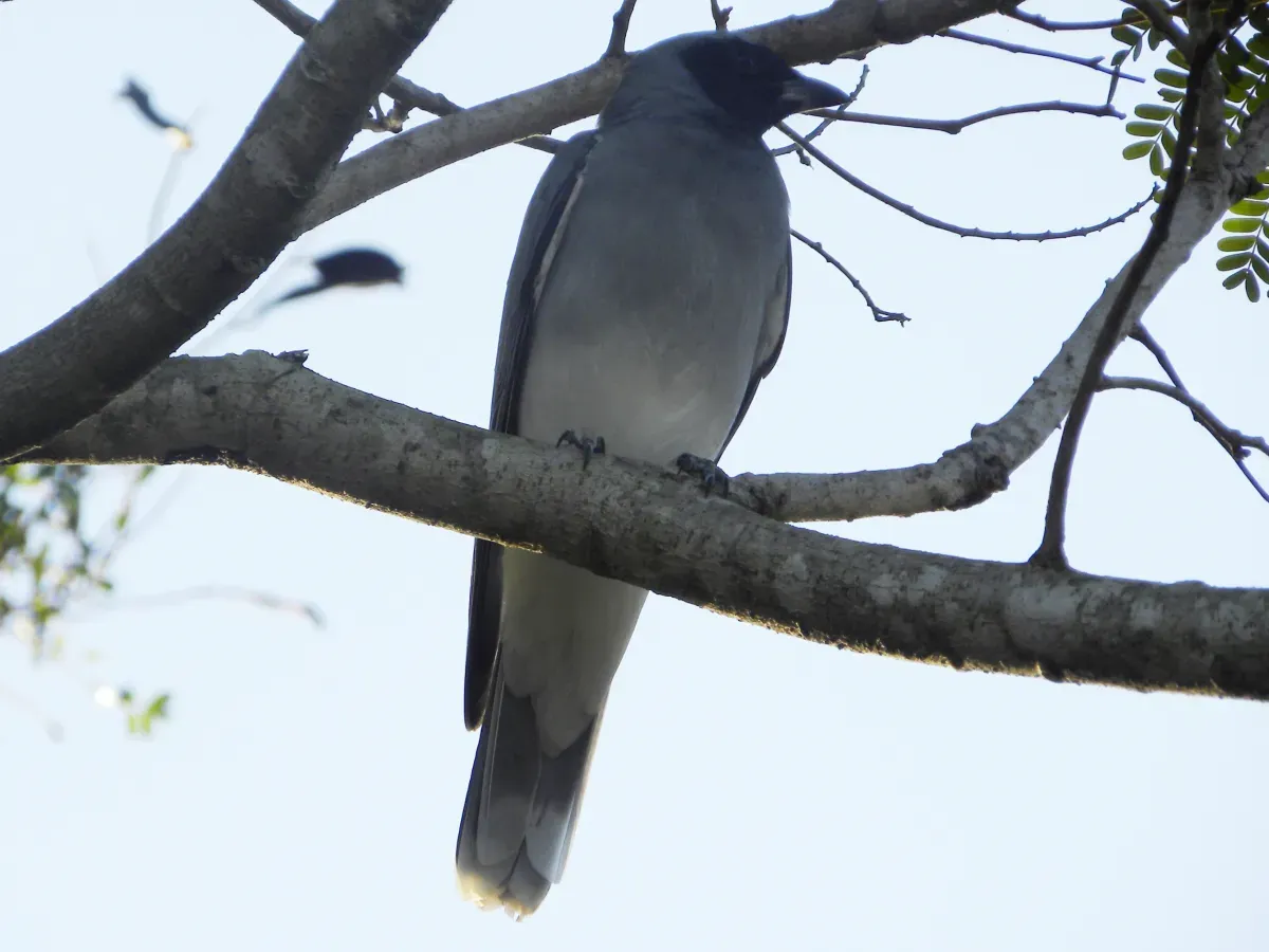 File:Black-faced Cuckoo-shrike (Coracina novaehollandiae).jpg