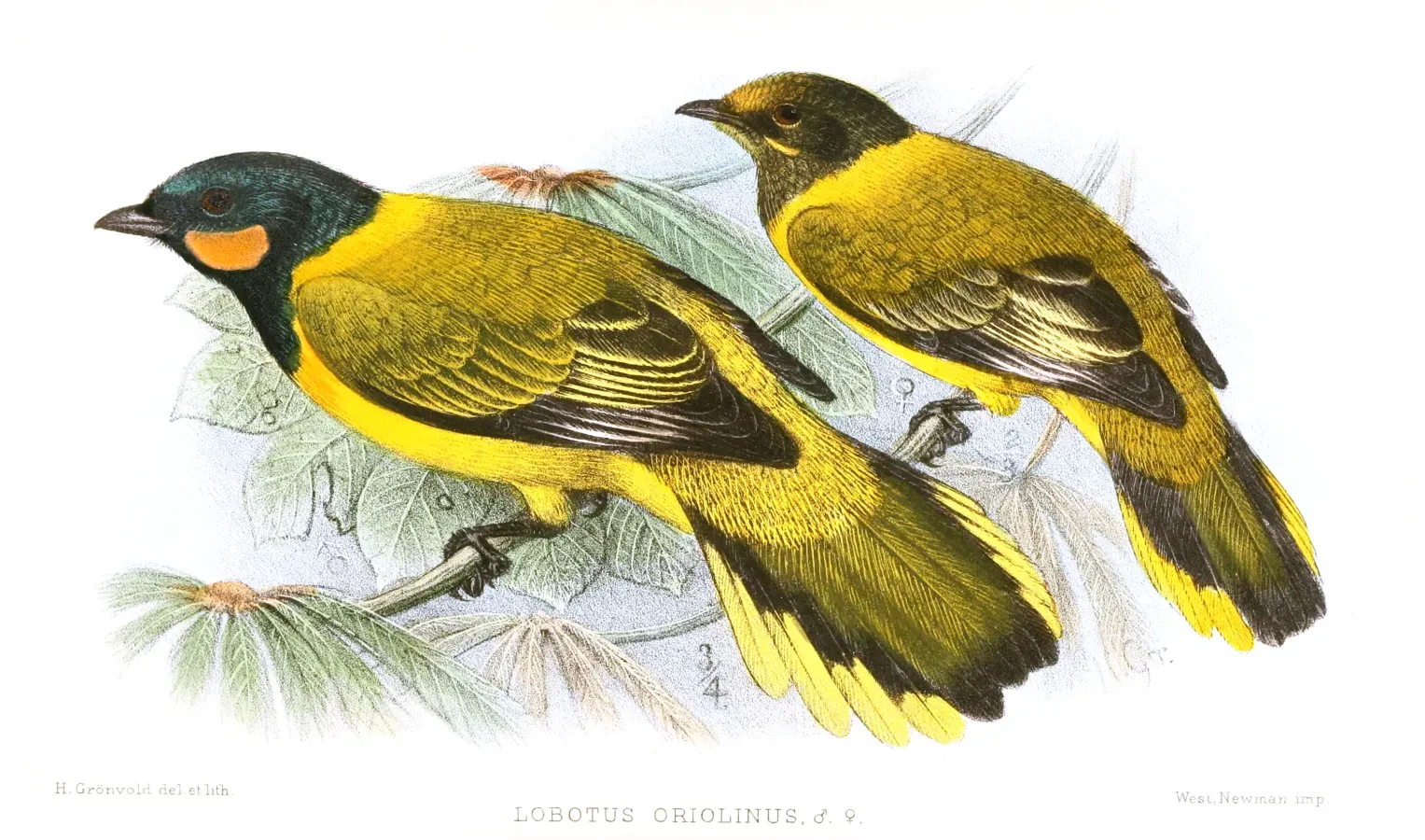File:Lobotos oriolinus by Henrik Grönvold.jpg