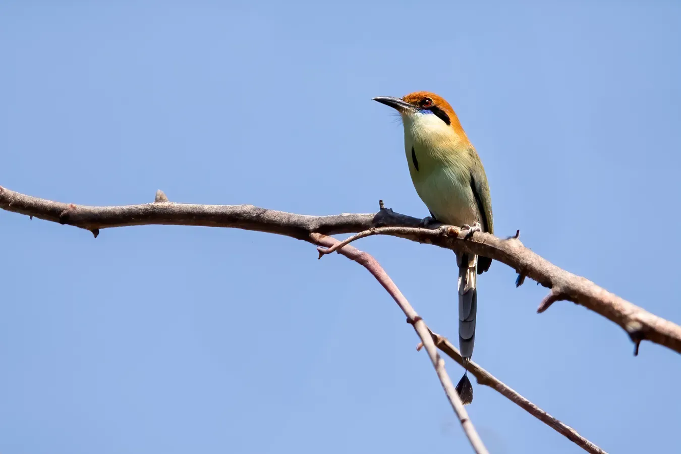 File:Braunscheitelmotmot (Momotus mexicanus) in Mexiko.jpg