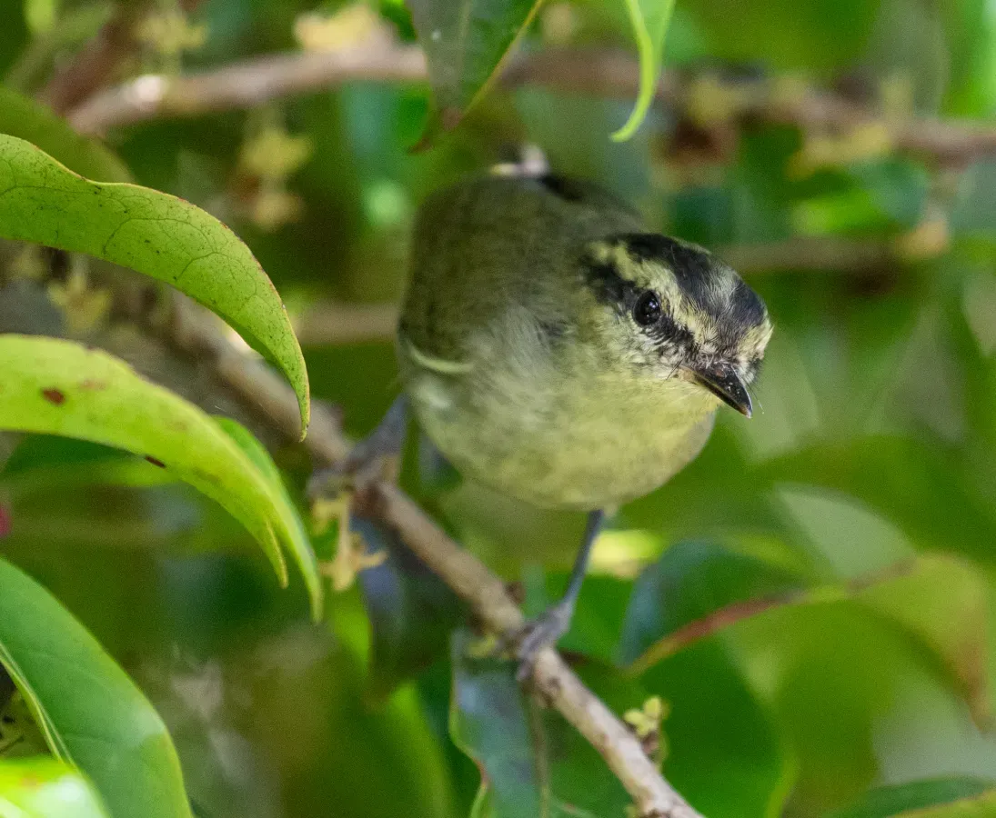 File:Phylloscopus trivirgatus.jpg