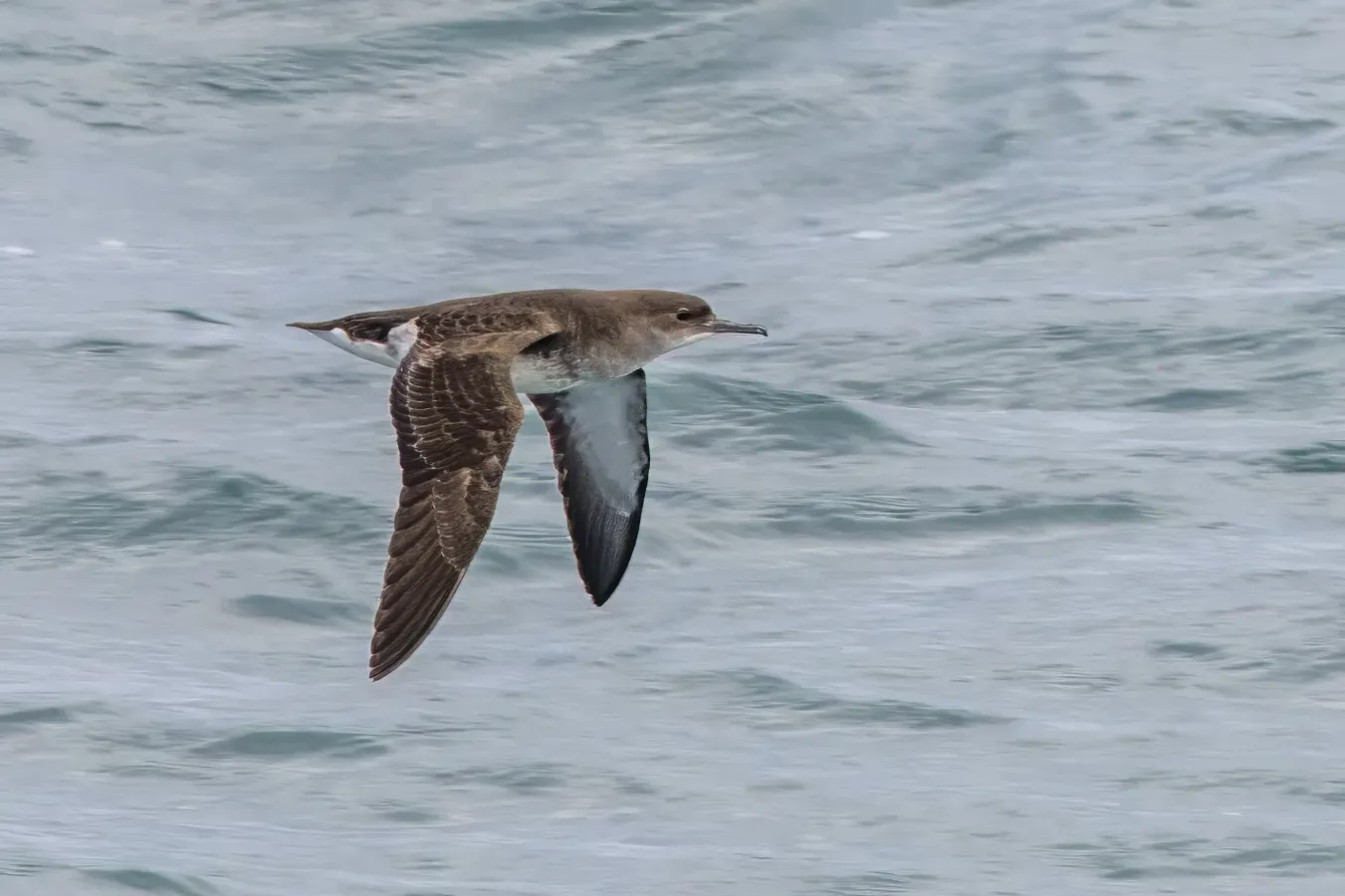 File:Fluttering shearwater (Puffinus gavia) in flight off Tiritiri Matangi.jpg