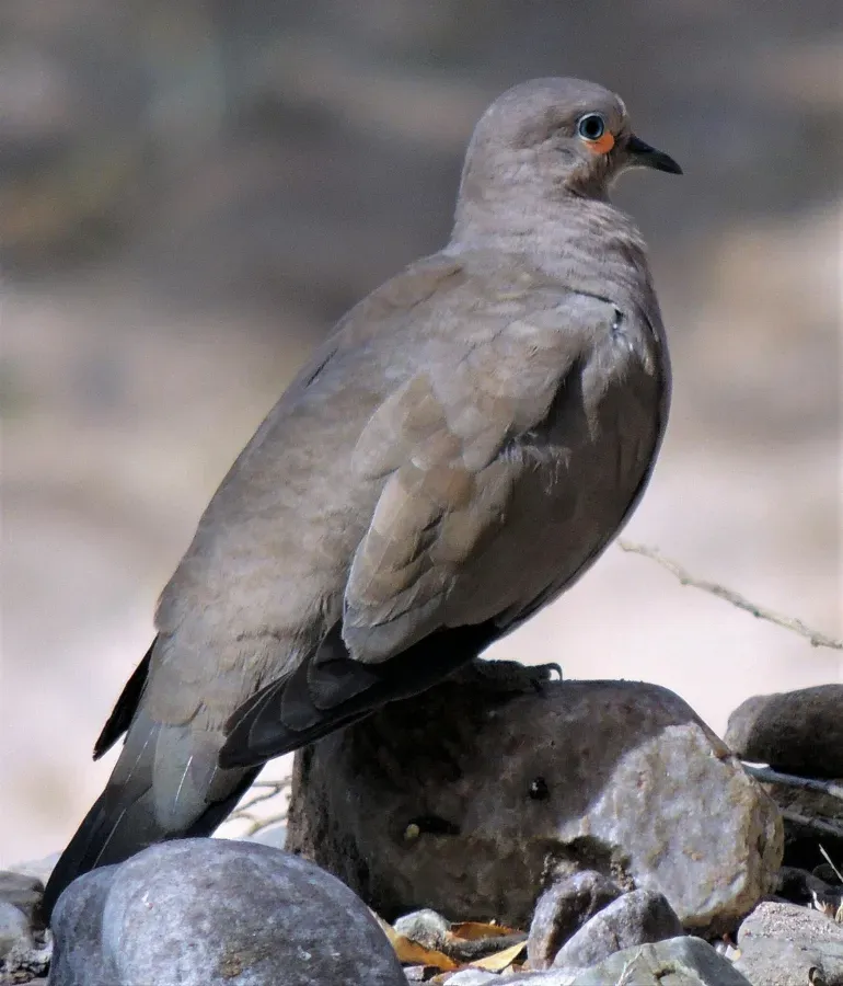 File:Metriopelia melanoptera 242809480.jpg
