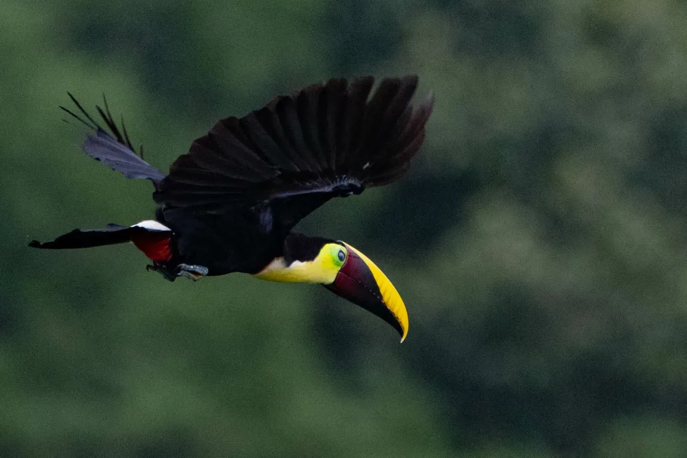 File:Ramphastos ambiguus 411639798.jpg