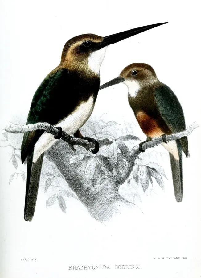 File:BrachygalbaGoeringiSmit.jpg
