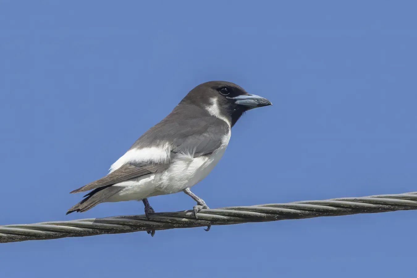 File:Fiji woodswallow (Artamus mentalis) Taveuni.jpg