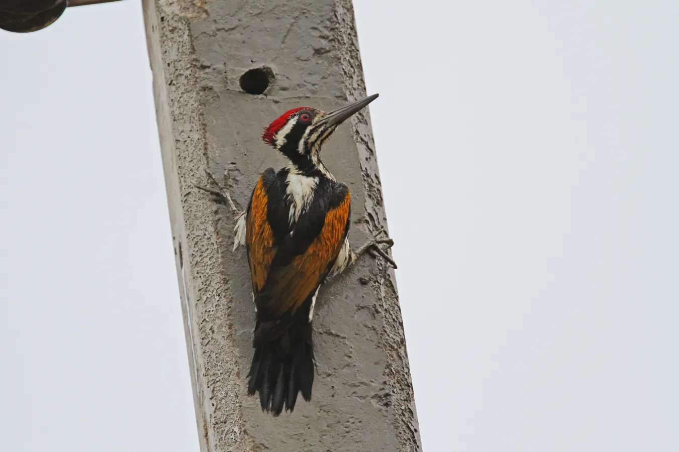 File:Chrysocolaptes festivus 92268027.jpg