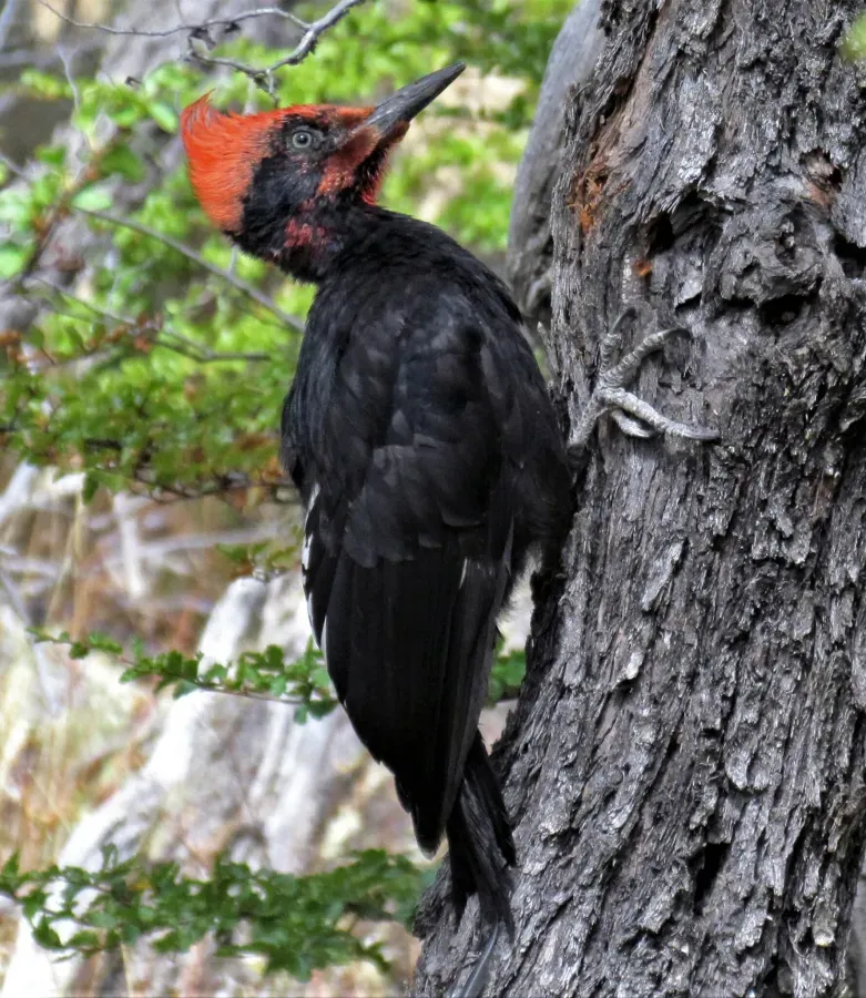 File:Campephilus magellanicus 301472343.jpg