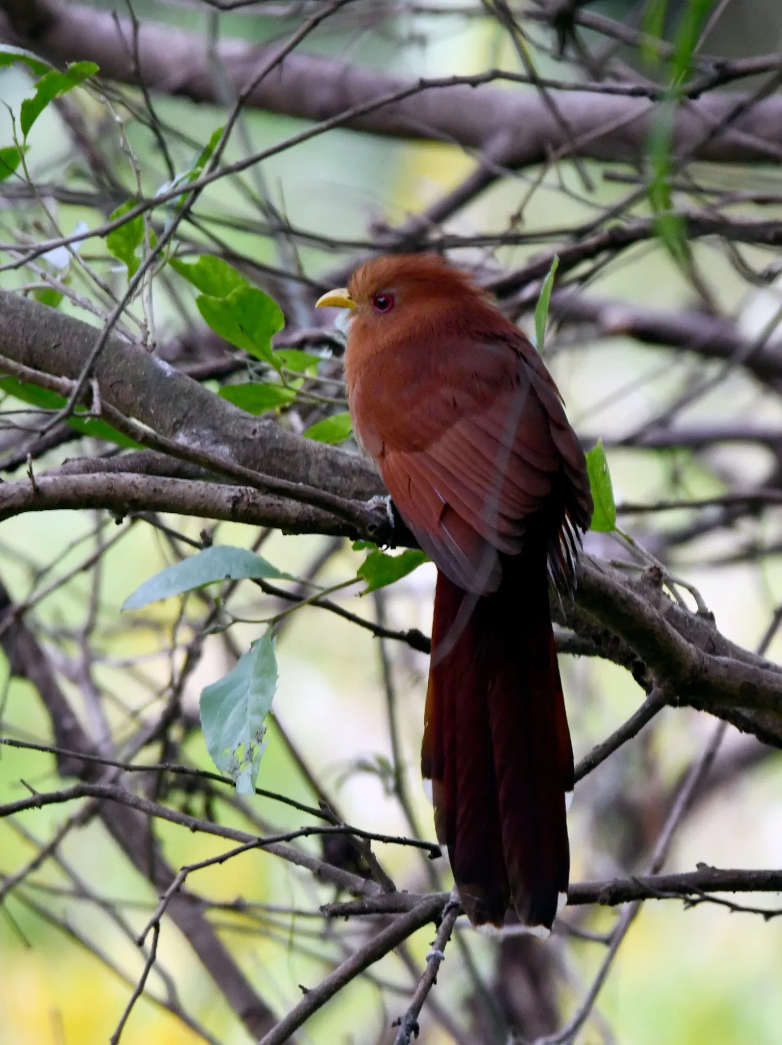 File:Coccycua minuta - Vincent A. Vos - 423508044.jpeg
