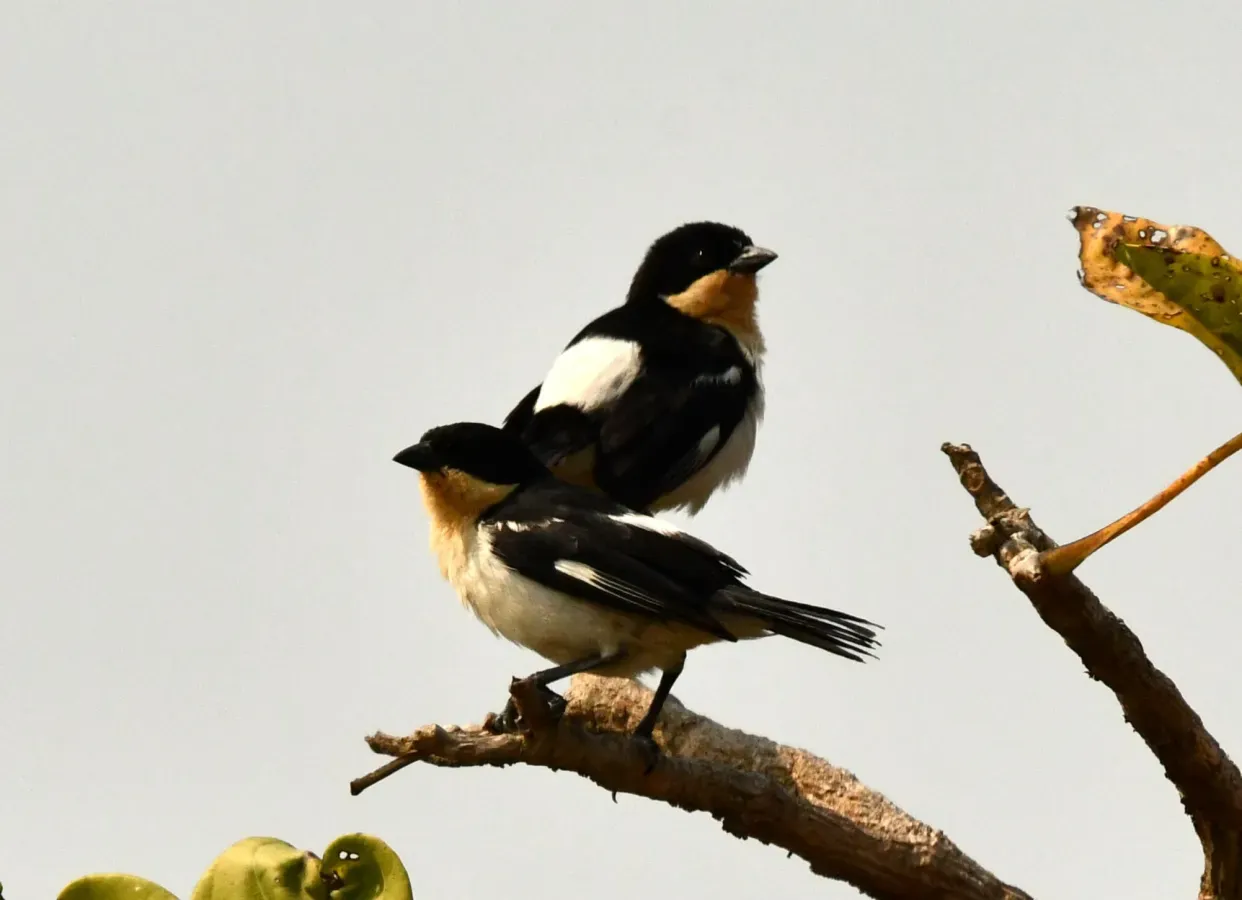 File:Cypsnagra hirundinacea - Vincent A. Vos - 418251991.jpeg