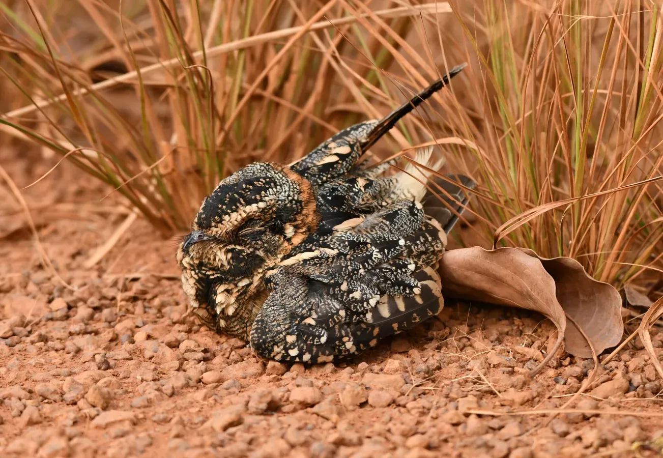 File:Antiurus maculicaudus - Vincent A. Vos - 418251992.jpeg