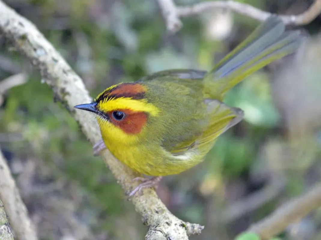 File:Basileuterus belli 3030715.jpg