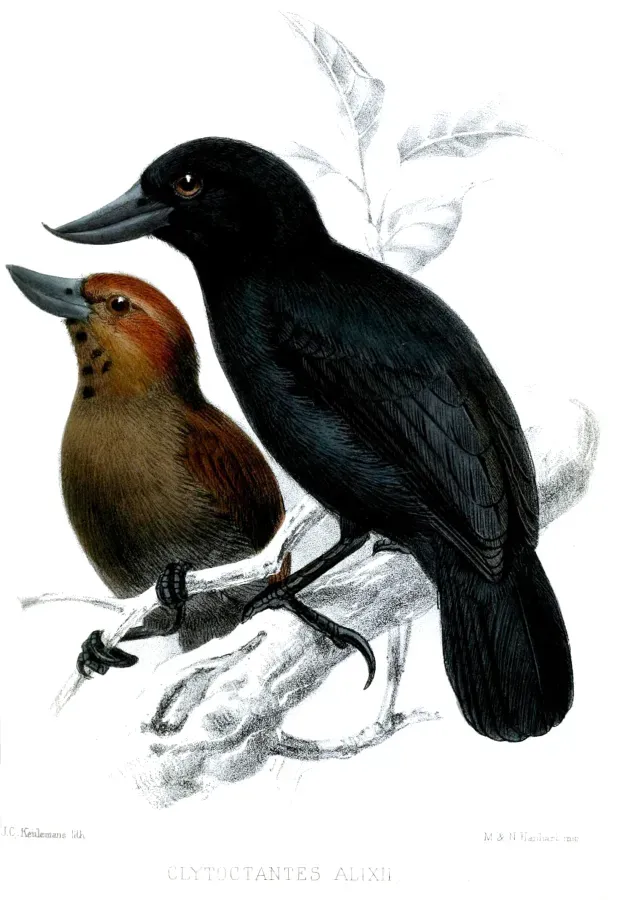 File:ClytoctantesAlixiiKeulemans.jpg