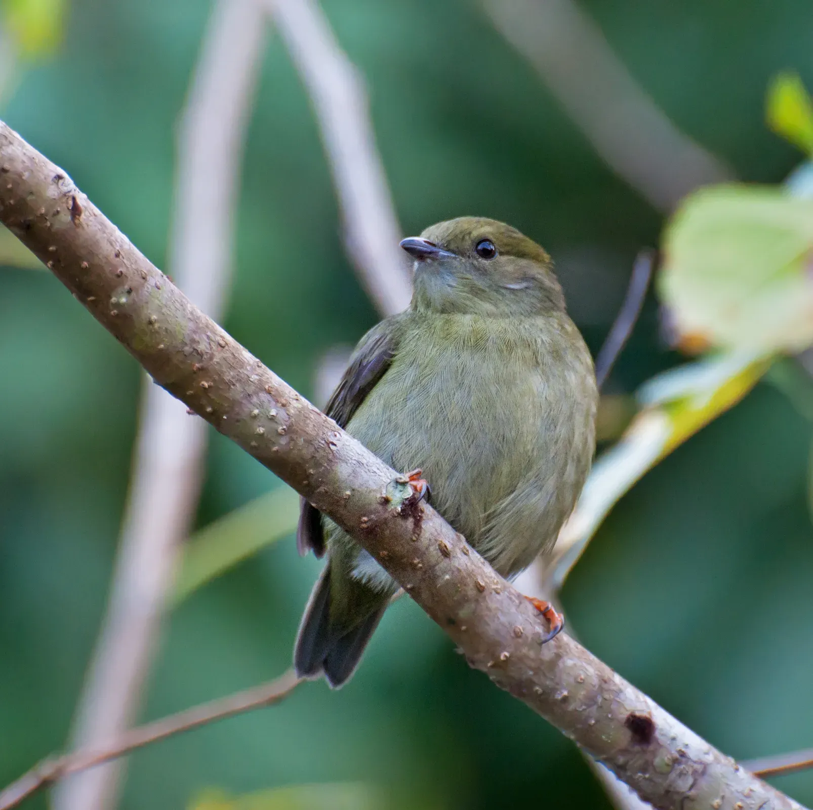 File:Manacus manacus -Registro, Sao Paulo, Brazil -female-8.jpg