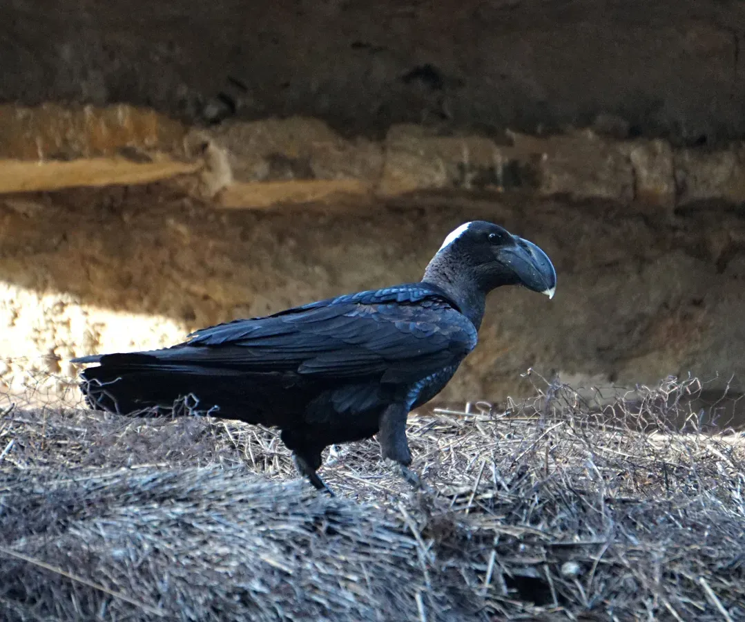 File:Corvus crassirostris 62985472.jpg