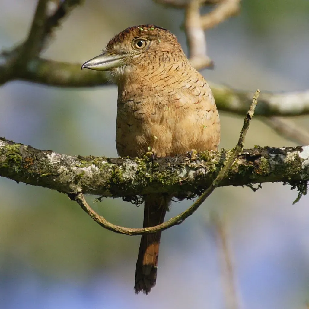 File:Nystalus-radiatus-001.jpg