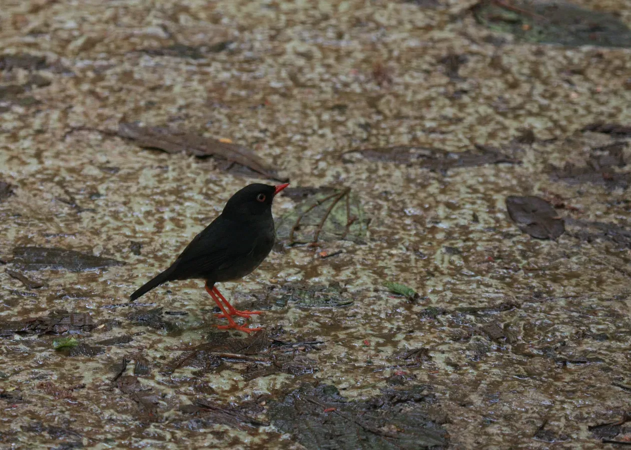 File:Catharus fuscater -Costa Rica-8.jpg