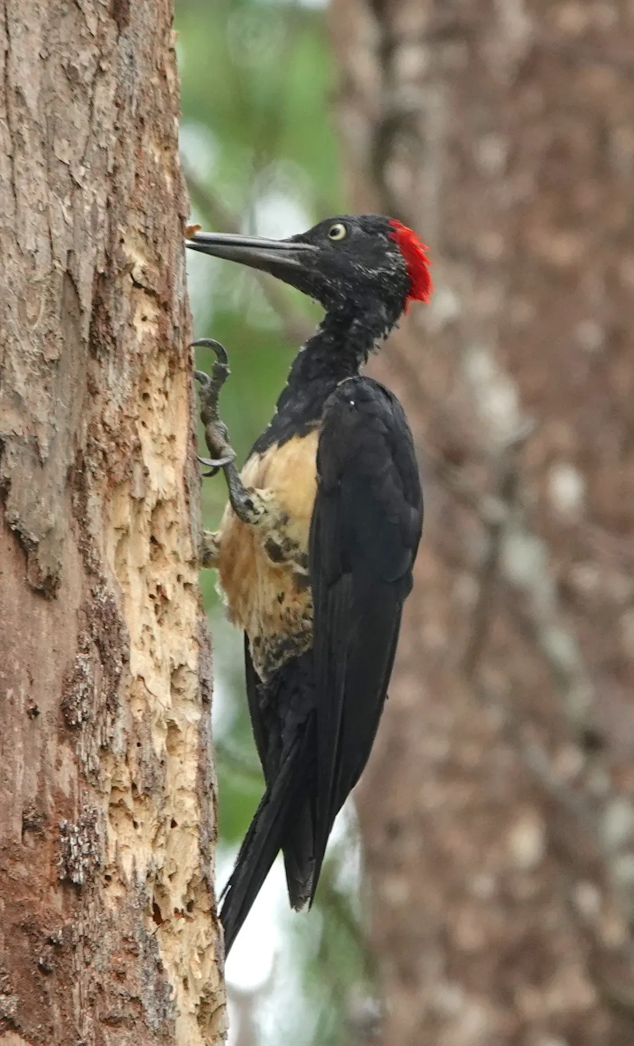 File:Dryocopus javensis 230631224.jpg