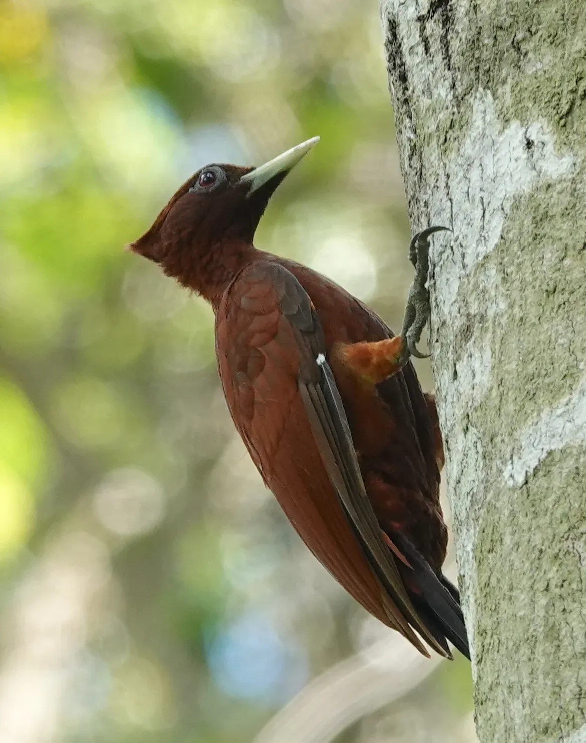 File:Celeus elegans 167816617.jpg