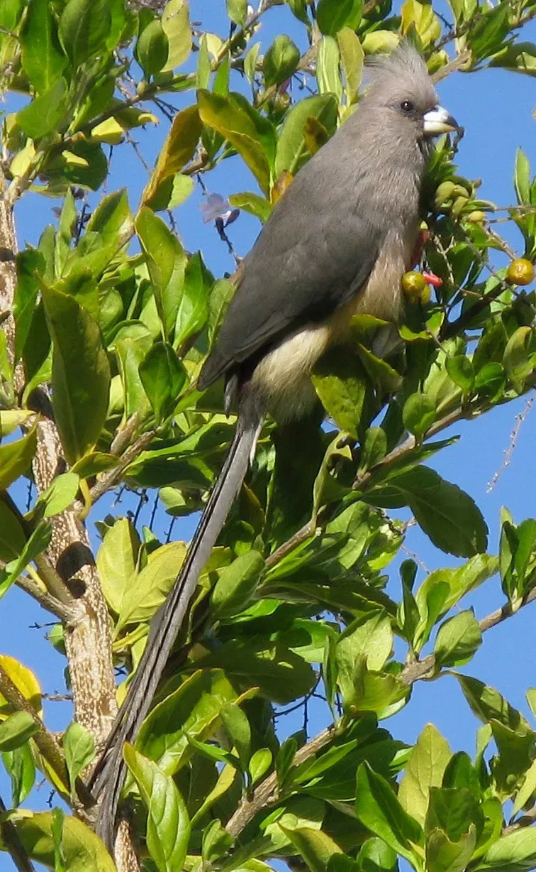 File:Colius White-backed mousebird feeding on Duranta berries 9860s.jpg