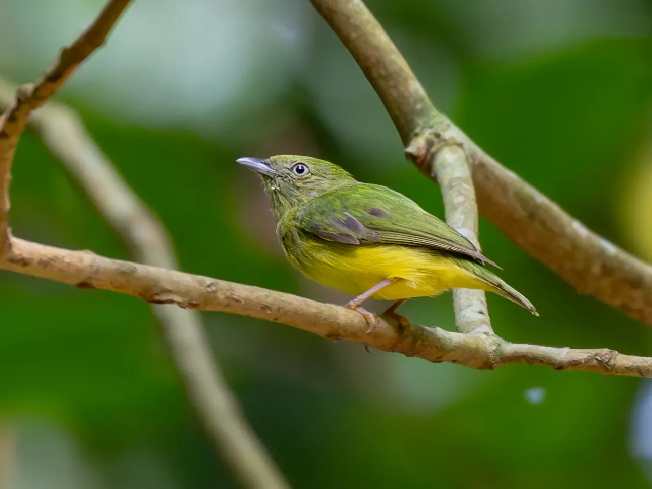 File:Lepidothrix vilasboasi Golden-crowned Manakin (female), Novo Progresso, Pará, Brazil.jpg