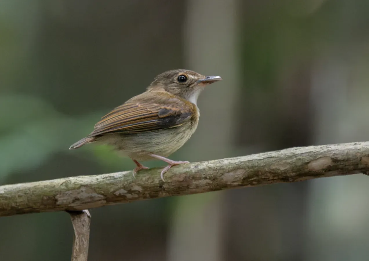 File:Platyrinchus saturatus Cinnamon-crested Spadebill.jpg